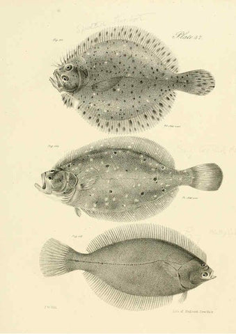 Reproducción/Reproduction 6384864719: Natural history of New York Div. 1 pts. III-IV Plates Albany,D. Appleton & co. and Wiley & Putnam;1842-94