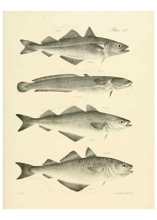 Reproducción/Reproduction 6384863507: Natural history of New York Div. 1 pts. III-IV Plates Albany,D. Appleton & co. and Wiley & Putnam;1842-94