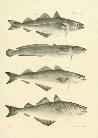 Reproducción/Reproduction 6384863507: Natural history of New York Div. 1 pts. III-IV Plates Albany,D. Appleton & co. and Wiley & Putnam;1842-94