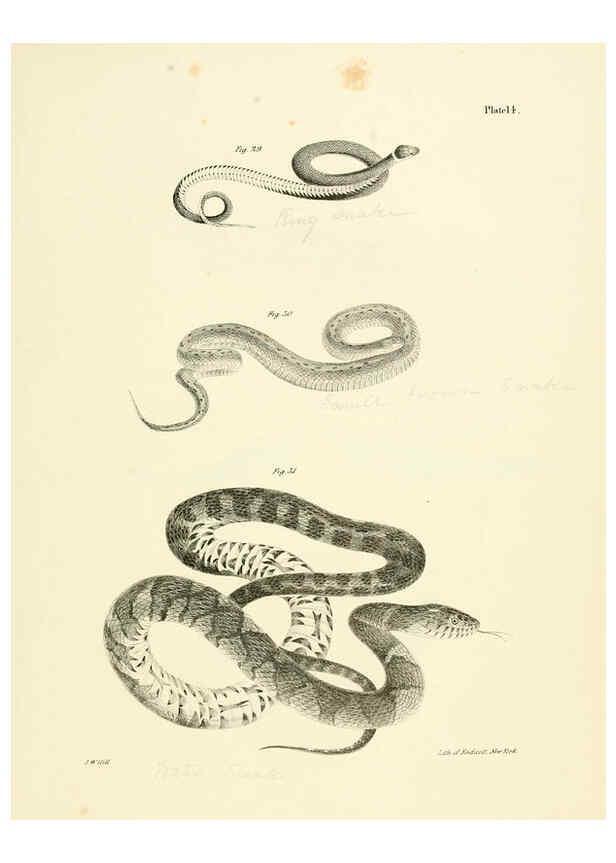 Reproducción/Reproduction 6384841053: Natural history of New York Div. 1 pts. III-IV Plates Albany,D. Appleton & co. and Wiley & Putnam;1842-94