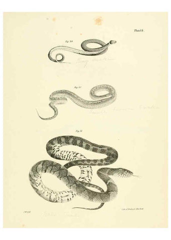 Reproducción/Reproduction 6384841053: Natural history of New York Div. 1 pts. III-IV Plates Albany,D. Appleton & co. and Wiley & Putnam;1842-94