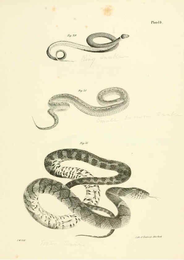 Reproducción/Reproduction 6384841053: Natural history of New York Div. 1 pts. III-IV Plates Albany,D. Appleton & co. and Wiley & Putnam;1842-94