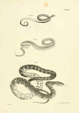 Reproducción/Reproduction 6384841053: Natural history of New York Div. 1 pts. III-IV Plates Albany,D. Appleton & co. and Wiley & Putnam;1842-94