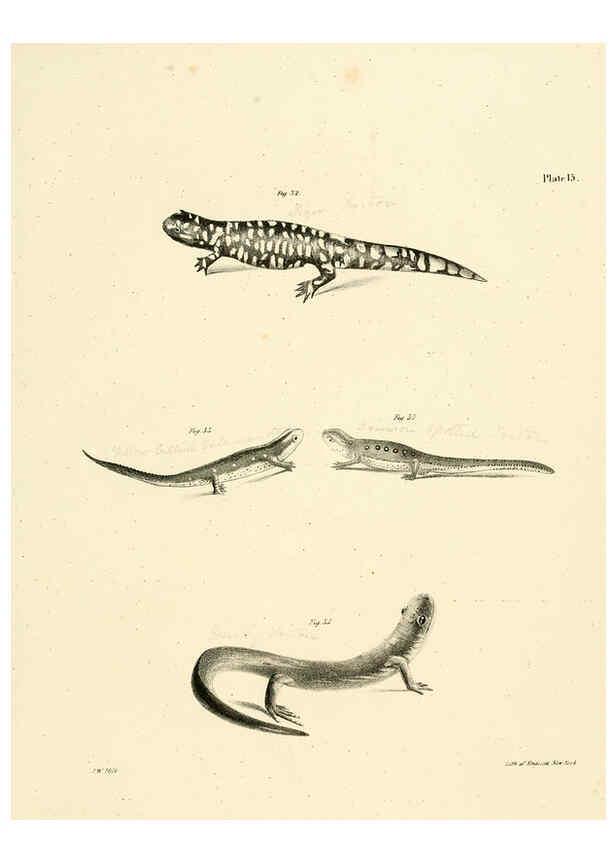 Reproducción/Reproduction 6384841447: Natural history of New York Div. 1 pts. III-IV Plates Albany,D. Appleton & co. and Wiley & Putnam;1842-94