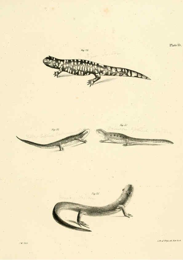 Reproducción/Reproduction 6384841447: Natural history of New York Div. 1 pts. III-IV Plates Albany,D. Appleton & co. and Wiley & Putnam;1842-94