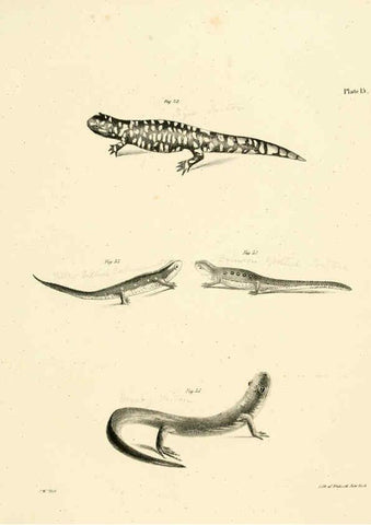 Reproducción/Reproduction 6384841447: Natural history of New York Div. 1 pts. III-IV Plates Albany,D. Appleton & co. and Wiley & Putnam;1842-94