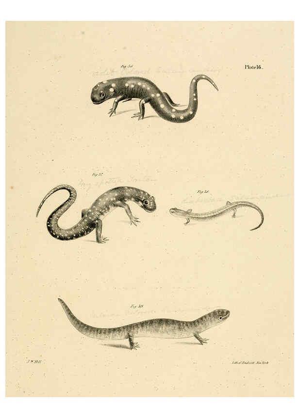 Reproducción/Reproduction 6384841823: Natural history of New York Div. 1 pts. III-IV Plates Albany,D. Appleton & co. and Wiley & Putnam;1842-94