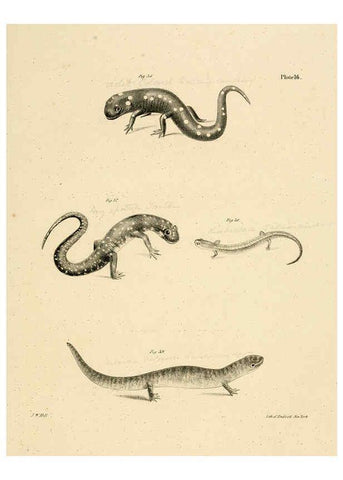 Reproducción/Reproduction 6384841823: Natural history of New York Div. 1 pts. III-IV Plates Albany,D. Appleton & co. and Wiley & Putnam;1842-94