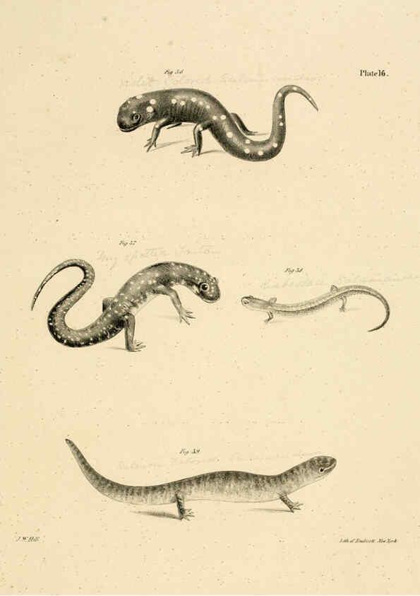 Reproducción/Reproduction 6384841823: Natural history of New York Div. 1 pts. III-IV Plates Albany,D. Appleton & co. and Wiley & Putnam;1842-94