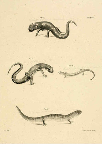 Reproducción/Reproduction 6384841823: Natural history of New York Div. 1 pts. III-IV Plates Albany,D. Appleton & co. and Wiley & Putnam;1842-94