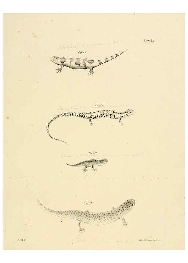 Reproducción/Reproduction 6384842401: Natural history of New York Div. 1 pts. III-IV Plates Albany,D. Appleton & co. and Wiley & Putnam;1842-94