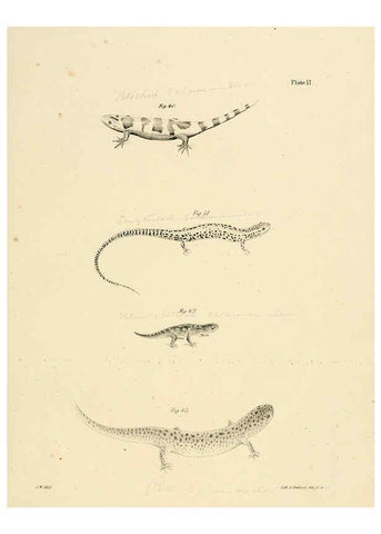 Reproducción/Reproduction 6384842401: Natural history of New York Div. 1 pts. III-IV Plates Albany,D. Appleton & co. and Wiley & Putnam;1842-94
