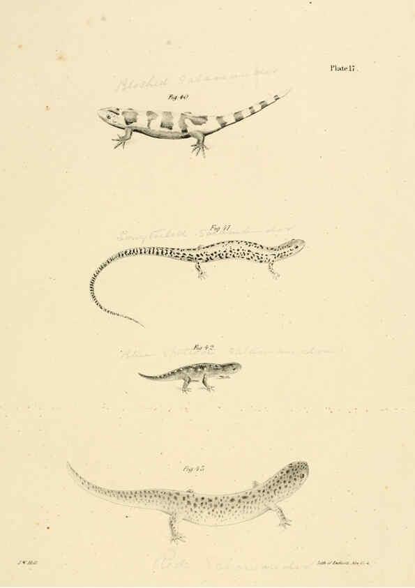 Reproducción/Reproduction 6384842401: Natural history of New York Div. 1 pts. III-IV Plates Albany,D. Appleton & co. and Wiley & Putnam;1842-94