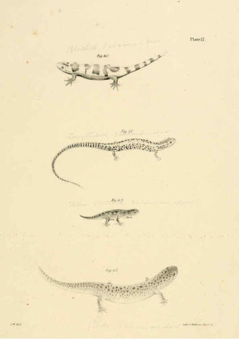 Reproducción/Reproduction 6384842401: Natural history of New York Div. 1 pts. III-IV Plates Albany,D. Appleton & co. and Wiley & Putnam;1842-94