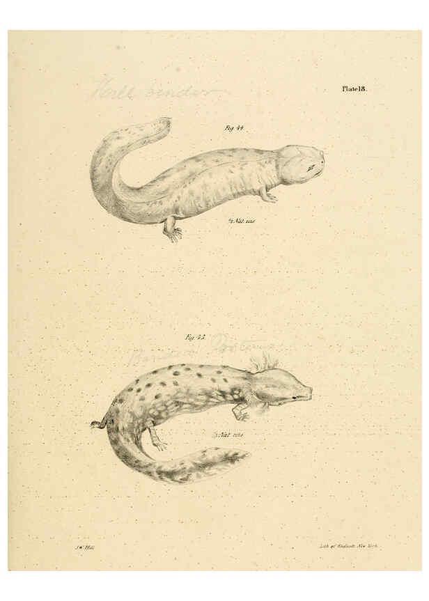 Reproducción/Reproduction 6384842775: Natural history of New York Div. 1 pts. III-IV Plates Albany,D. Appleton & co. and Wiley & Putnam;1842-94