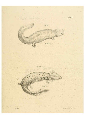 Reproducción/Reproduction 6384842775: Natural history of New York Div. 1 pts. III-IV Plates Albany,D. Appleton & co. and Wiley & Putnam;1842-94
