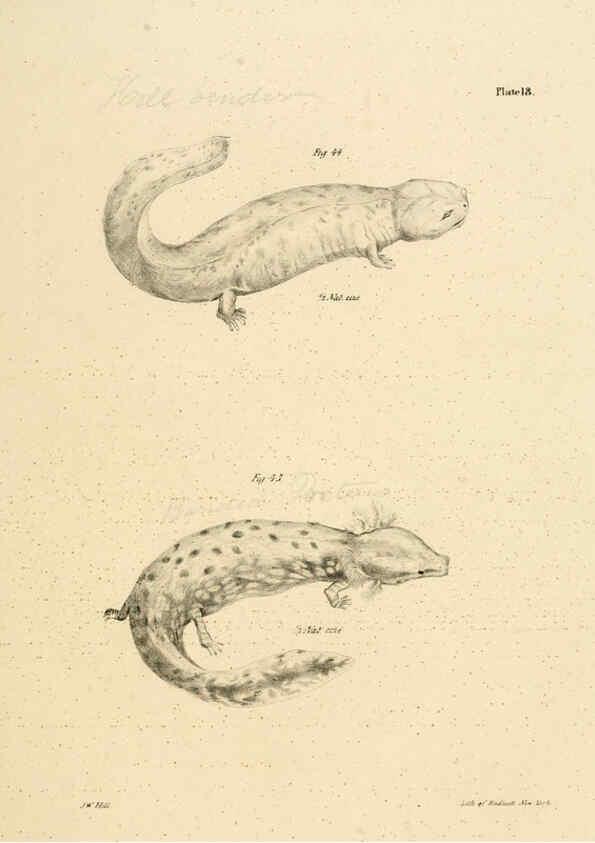 Reproducción/Reproduction 6384842775: Natural history of New York Div. 1 pts. III-IV Plates Albany,D. Appleton & co. and Wiley & Putnam;1842-94