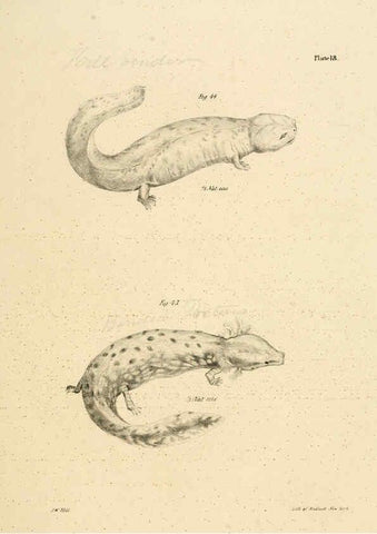 Reproducción/Reproduction 6384842775: Natural history of New York Div. 1 pts. III-IV Plates Albany,D. Appleton & co. and Wiley & Putnam;1842-94