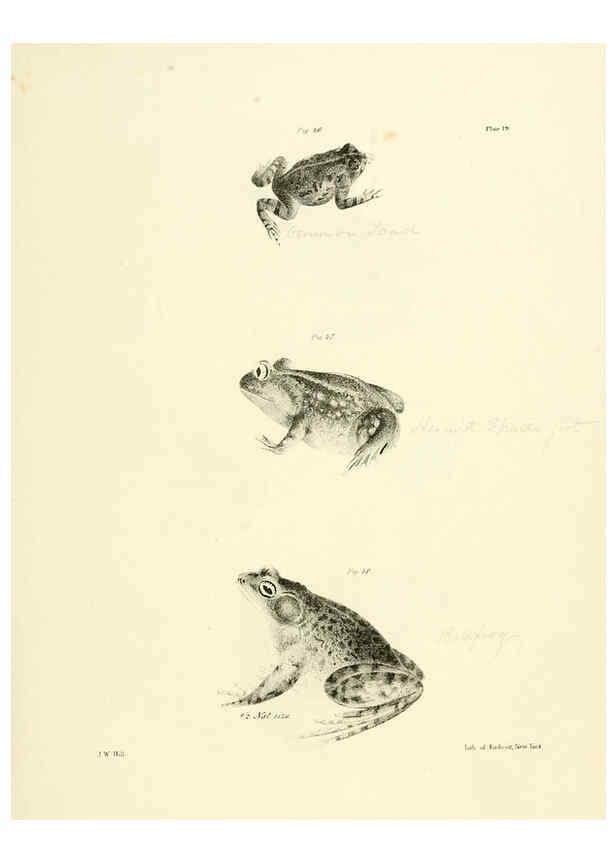 Reproducción/Reproduction 6384843161: Natural history of New York Div. 1 pts. III-IV Plates Albany,D. Appleton & co. and Wiley & Putnam;1842-94