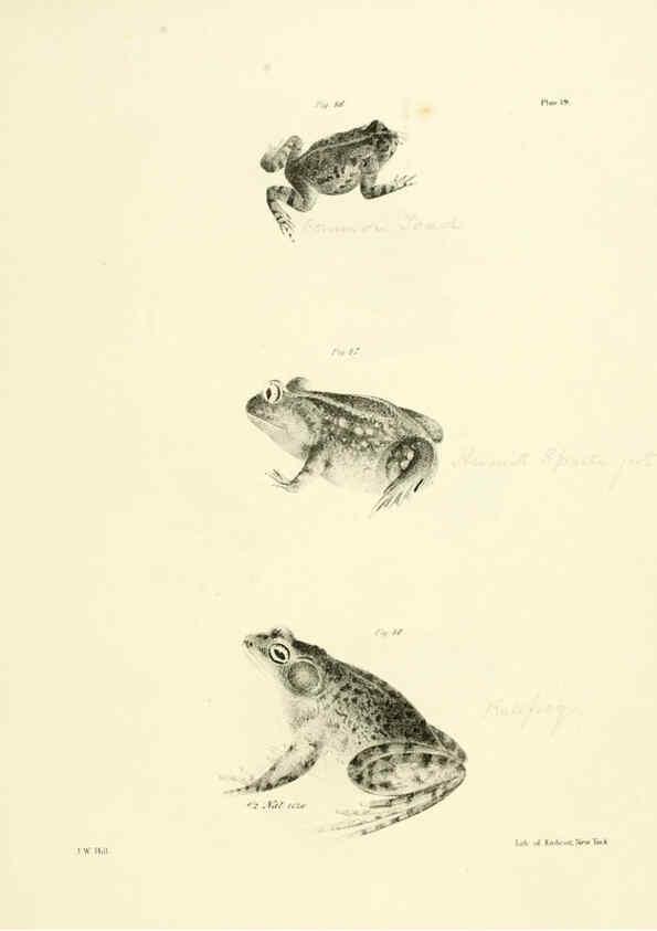 Reproducción/Reproduction 6384843161: Natural history of New York Div. 1 pts. III-IV Plates Albany,D. Appleton & co. and Wiley & Putnam;1842-94