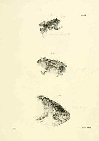 Reproducción/Reproduction 6384843161: Natural history of New York Div. 1 pts. III-IV Plates Albany,D. Appleton & co. and Wiley & Putnam;1842-94