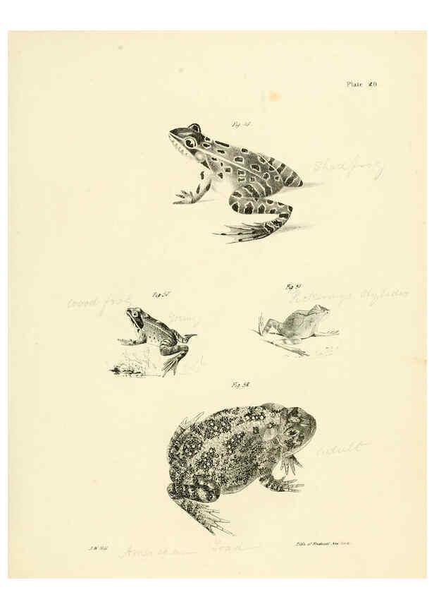 Reproducción/Reproduction 6384843517: Natural history of New York Div. 1 pts. III-IV Plates Albany,D. Appleton & co. and Wiley & Putnam;1842-94