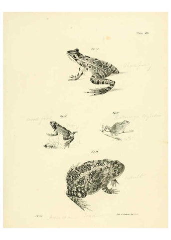 Reproducción/Reproduction 6384843517: Natural history of New York Div. 1 pts. III-IV Plates Albany,D. Appleton & co. and Wiley & Putnam;1842-94
