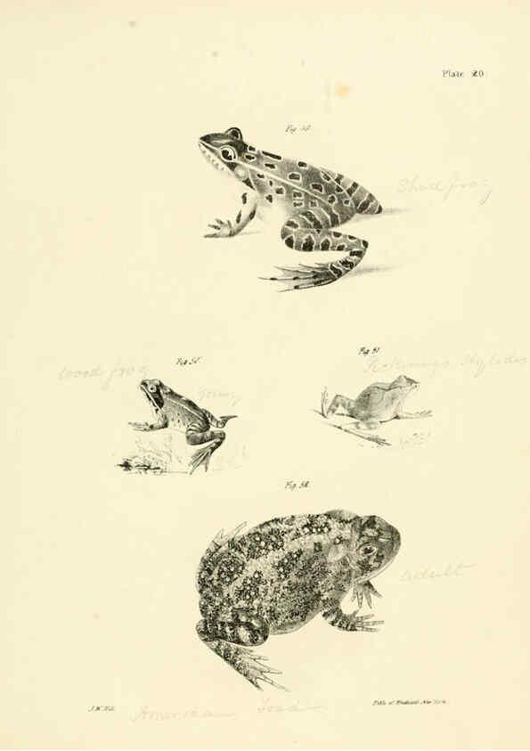 Reproducción/Reproduction 6384843517: Natural history of New York Div. 1 pts. III-IV Plates Albany,D. Appleton & co. and Wiley & Putnam;1842-94