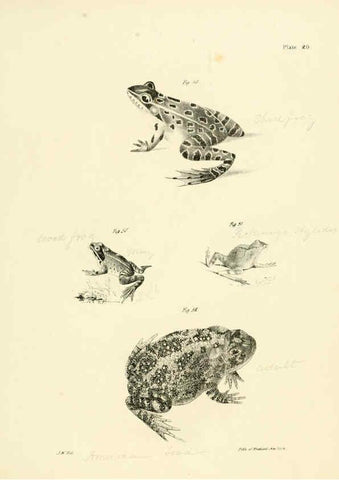 Reproducción/Reproduction 6384843517: Natural history of New York Div. 1 pts. III-IV Plates Albany,D. Appleton & co. and Wiley & Putnam;1842-94