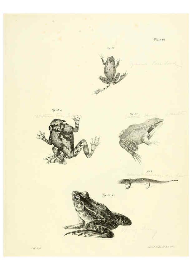 Reproducción/Reproduction 6384843891: Natural history of New York Div. 1 pts. III-IV Plates Albany,D. Appleton & co. and Wiley & Putnam;1842-94