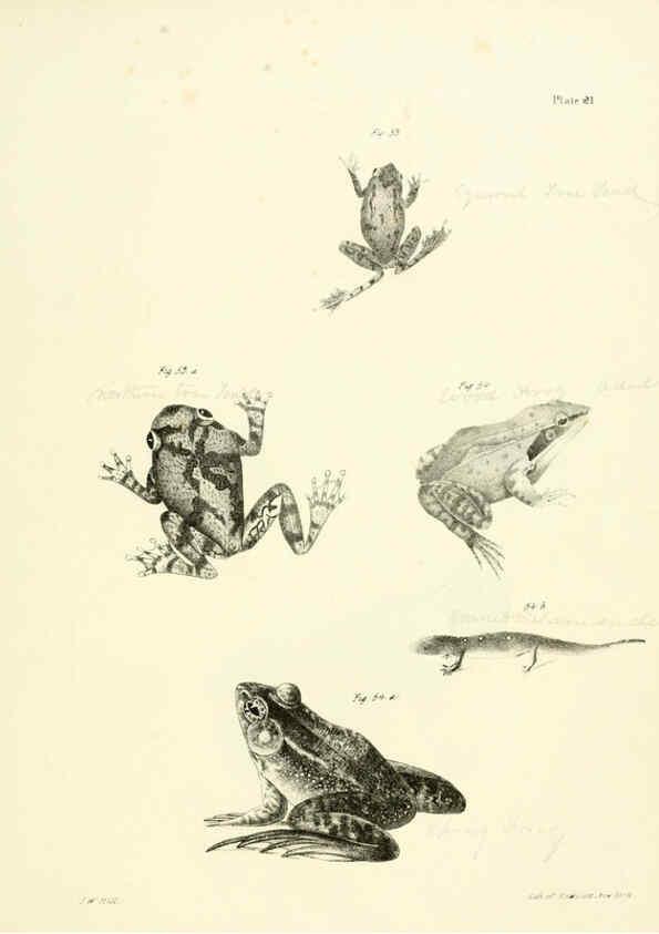 Reproducción/Reproduction 6384843891: Natural history of New York Div. 1 pts. III-IV Plates Albany,D. Appleton & co. and Wiley & Putnam;1842-94