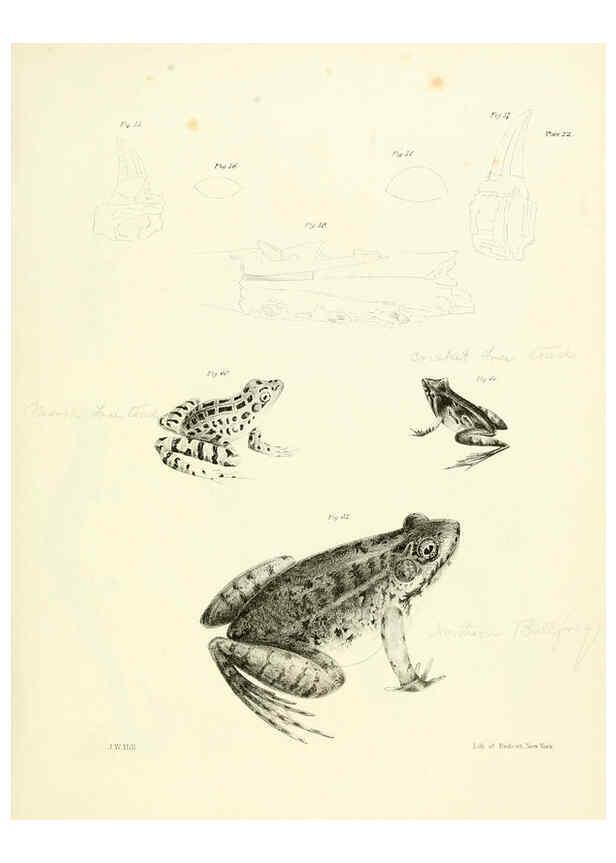 Reproducción/Reproduction 6384844519: Natural history of New York Div. 1 pts. III-IV Plates Albany,D. Appleton & co. and Wiley & Putnam;1842-94