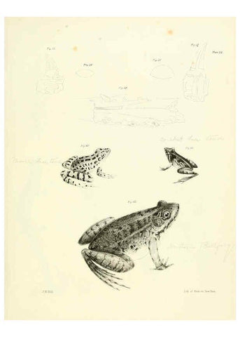 Reproducción/Reproduction 6384844519: Natural history of New York Div. 1 pts. III-IV Plates Albany,D. Appleton & co. and Wiley & Putnam;1842-94