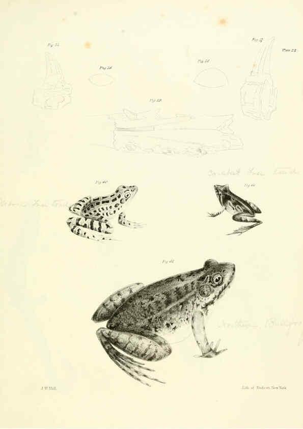 Reproducción/Reproduction 6384844519: Natural history of New York Div. 1 pts. III-IV Plates Albany,D. Appleton & co. and Wiley & Putnam;1842-94