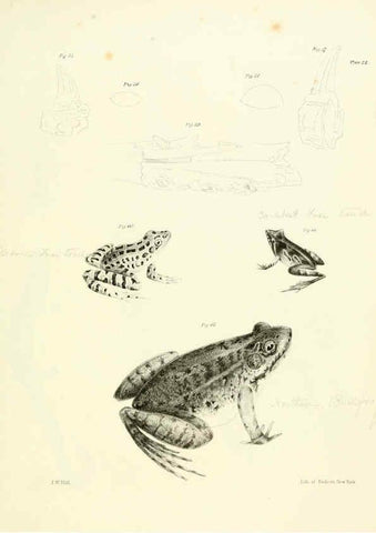 Reproducción/Reproduction 6384844519: Natural history of New York Div. 1 pts. III-IV Plates Albany,D. Appleton & co. and Wiley & Putnam;1842-94