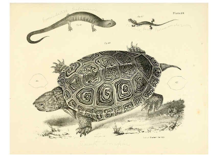 Reproducción/Reproduction 6384844901: Natural history of New York Div. 1 pts. III-IV Plates Albany,D. Appleton & co. and Wiley & Putnam;1842-94