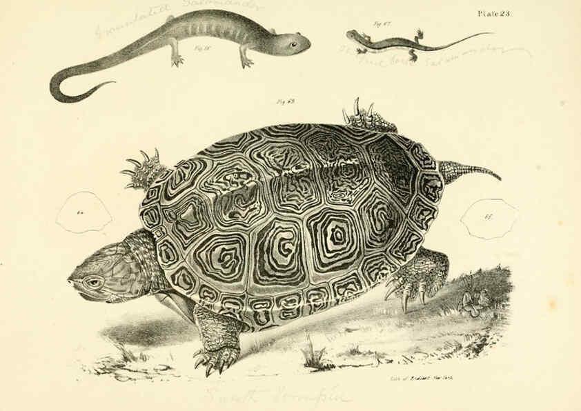 Reproducción/Reproduction 6384844901: Natural history of New York Div. 1 pts. III-IV Plates Albany,D. Appleton & co. and Wiley & Putnam;1842-94