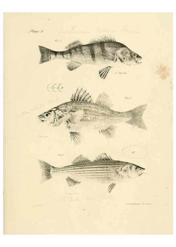 Reproducción/Reproduction 6384845247: Natural history of New York Div. 1 pts. III-IV Plates Albany,D. Appleton & co. and Wiley & Putnam;1842-94