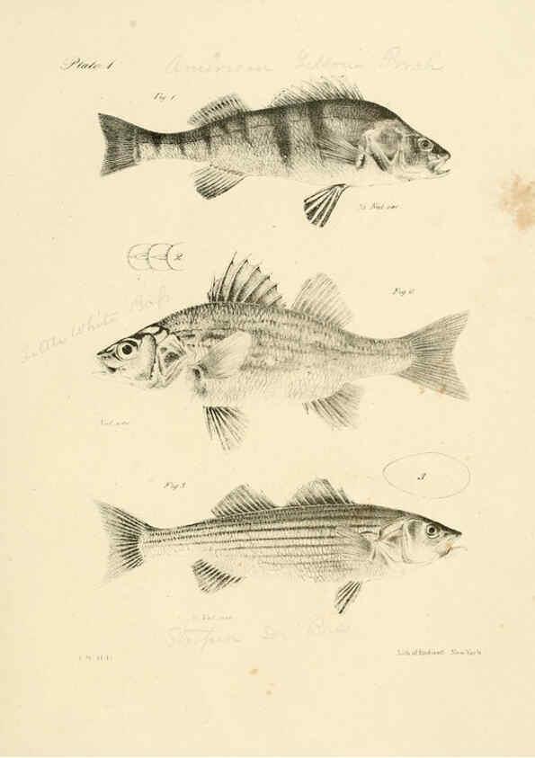 Reproducción/Reproduction 6384845247: Natural history of New York Div. 1 pts. III-IV Plates Albany,D. Appleton & co. and Wiley & Putnam;1842-94