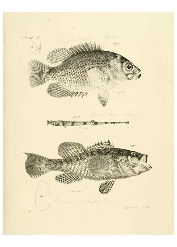 Reproducción/Reproduction 6384845601: Natural history of New York Div. 1 pts. III-IV Plates Albany,D. Appleton & co. and Wiley & Putnam;1842-94