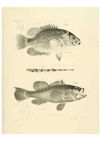 Reproducción/Reproduction 6384845601: Natural history of New York Div. 1 pts. III-IV Plates Albany,D. Appleton & co. and Wiley & Putnam;1842-94