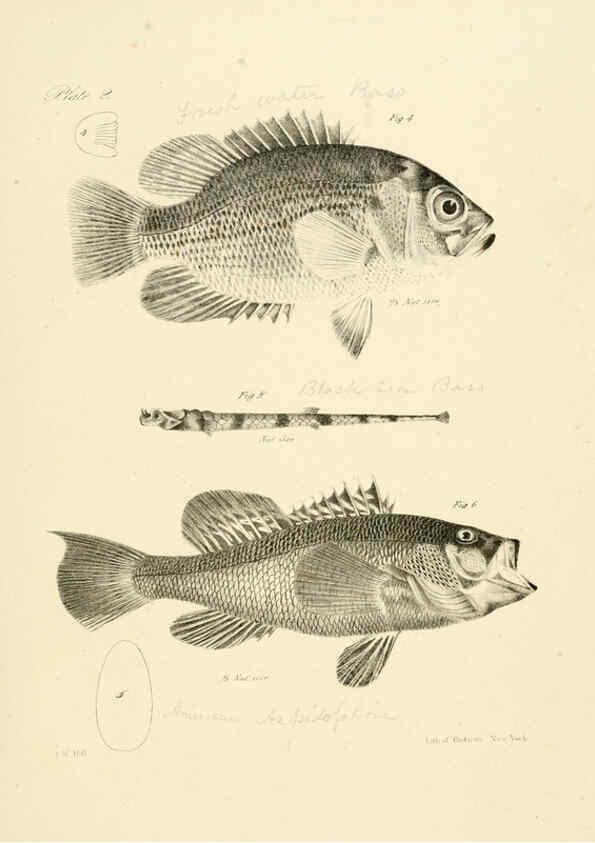 Reproducción/Reproduction 6384845601: Natural history of New York Div. 1 pts. III-IV Plates Albany,D. Appleton & co. and Wiley & Putnam;1842-94