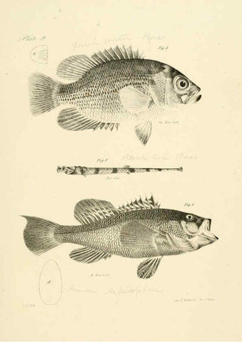 Reproducción/Reproduction 6384845601: Natural history of New York Div. 1 pts. III-IV Plates Albany,D. Appleton & co. and Wiley & Putnam;1842-94
