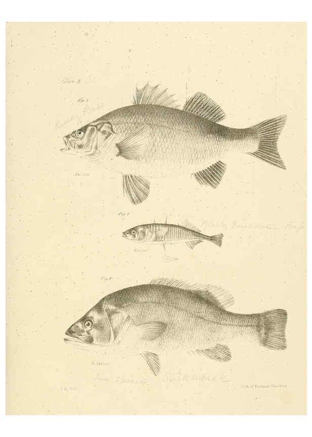 Reproducción/Reproduction 6384846159: Natural history of New York Div. 1 pts. III-IV Plates Albany,D. Appleton & co. and Wiley & Putnam;1842-94