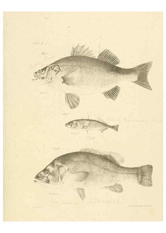 Reproducción/Reproduction 6384846159: Natural history of New York Div. 1 pts. III-IV Plates Albany,D. Appleton & co. and Wiley & Putnam;1842-94