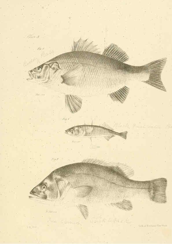 Reproducción/Reproduction 6384846159: Natural history of New York Div. 1 pts. III-IV Plates Albany,D. Appleton & co. and Wiley & Putnam;1842-94
