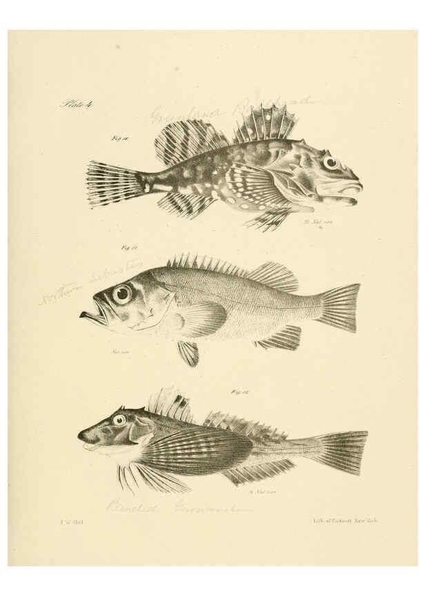 Reproducción/Reproduction 6384846443: Natural history of New York Div. 1 pts. III-IV Plates Albany,D. Appleton & co. and Wiley & Putnam;1842-94