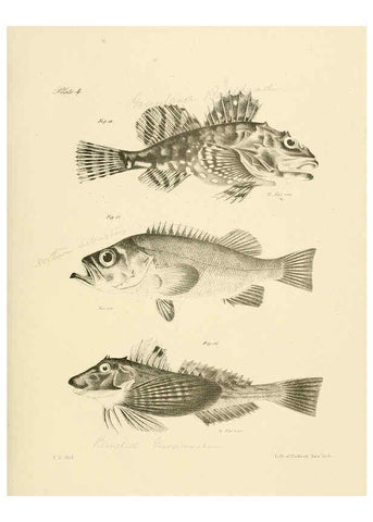 Reproducción/Reproduction 6384846443: Natural history of New York Div. 1 pts. III-IV Plates Albany,D. Appleton & co. and Wiley & Putnam;1842-94