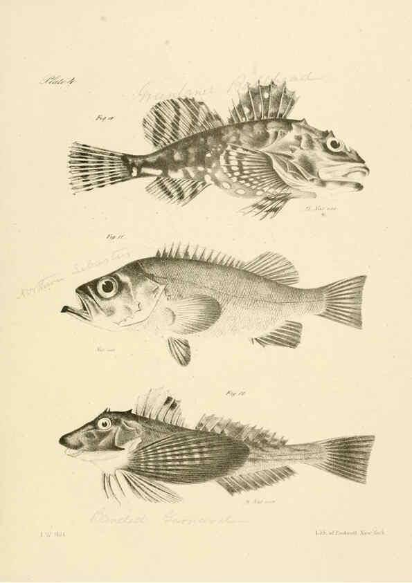 Reproducción/Reproduction 6384846443: Natural history of New York Div. 1 pts. III-IV Plates Albany,D. Appleton & co. and Wiley & Putnam;1842-94