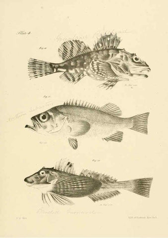 Reproducción/Reproduction 6384846443: Natural history of New York Div. 1 pts. III-IV Plates Albany,D. Appleton & co. and Wiley & Putnam;1842-94